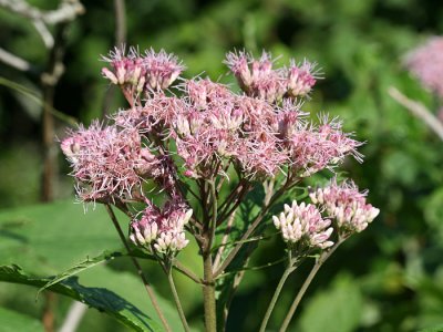 Joe Pye Weed - Eupatorium sp.