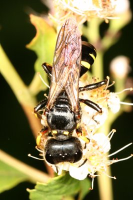 Square-headed Wasp - Crabroninae