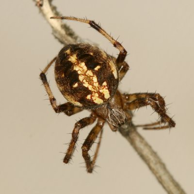 Orb Weaver - Araneidae