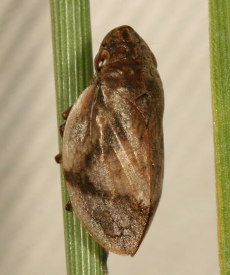spittlebug - Lepyronia coleoptrata (an introduced species)