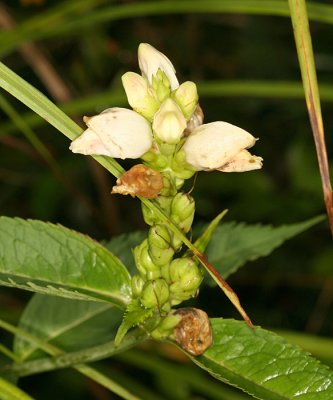 White Turtlehead - Chelone glabra