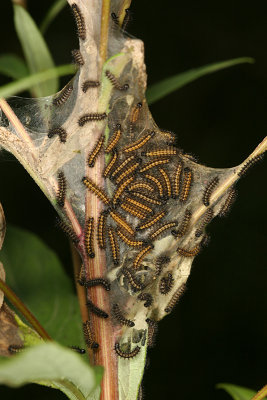 Harris' Checkerspot caterpillars