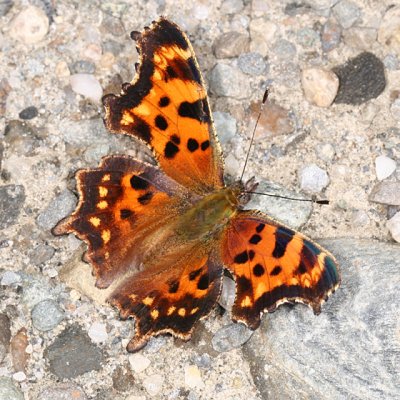 Green Comma - Polygonia faunus