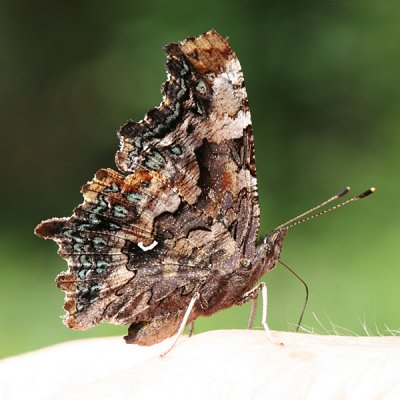 Green Comma - Polygonia faunus