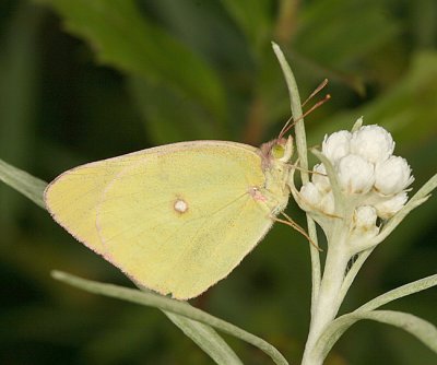  Pink-edged Sulphur - Colias interior