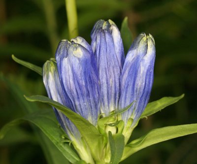 Narrow-leaved Gentian - Gentiana linearis