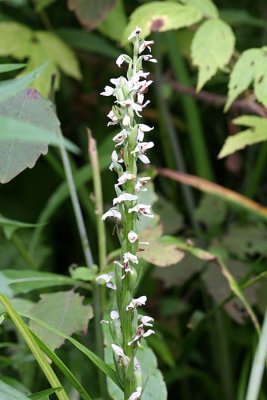  White Bog Orchid - Platanthera dilatata 