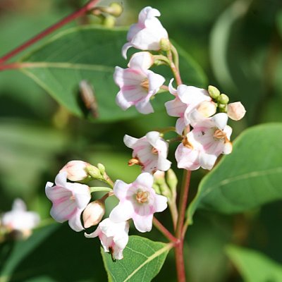 Spreading Dogbane - Apocynum androsaemifolium