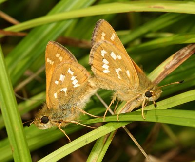 mating Common Branded Skippers - Hesperia comma