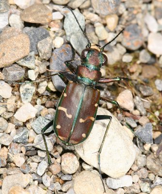  Green-margined Tiger Beetle - Cicindela limbalis