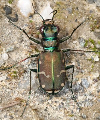  Green-margined Tiger Beetle - Cicindela limbalis