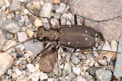 Twelve-Spotted Tiger Beetle - Cicindela duodecimguttata