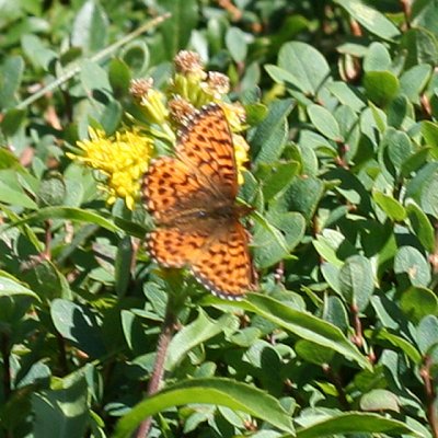 Purplish Fritillary - Boloria montinus