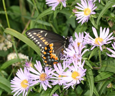 Black Swallowtail - Papilio polyxenes