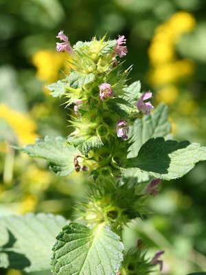 Bifid Hemp-Nettle - Galeopsis bifida