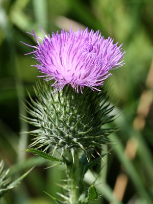 Thistle - Cirsium vulgare