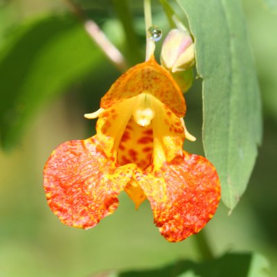 Jewelweed - Impatiens capensis