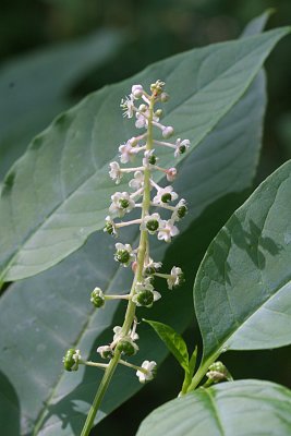 Pokeweed - Phytolacca americana