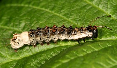 9221 - Funerary Dagger - Acronicta funeralis