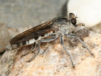  Stichopogon trifasciatus