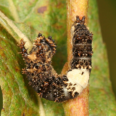  Viceroy caterpillar - Limenitis archippus