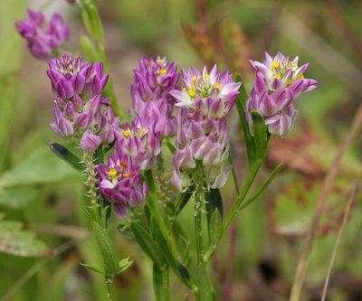 Field milkwort (purple milkwort) - Polygala sanguinea