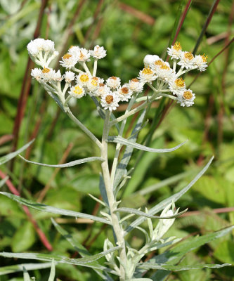 Pearly Everlasting - Anaphalis margaritacea