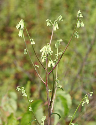 Gall-of-the-earth - Prenanthes trifoliolata