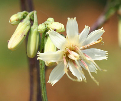 Gall-of-the-earth - Prenanthes trifoliolata