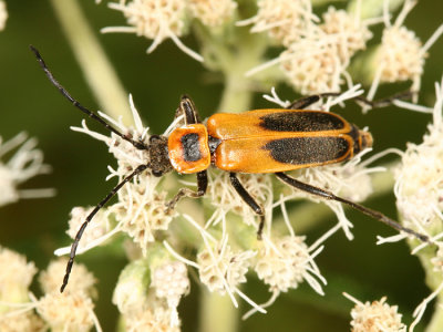 Goldenrod Soldier Beetle  - Chauliognathus pennsylvanicus