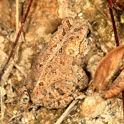 American Toad - Anaxyrus americanus