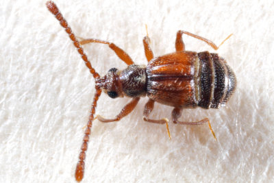 Ctenisodes piceus