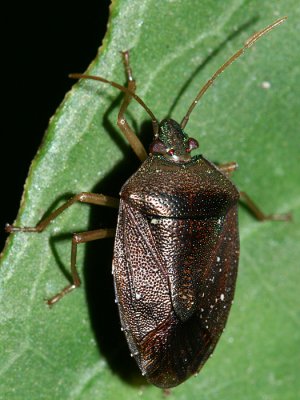Acanthosomatidae