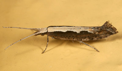 2366 - Diamondback Moth - Plutella xylostella