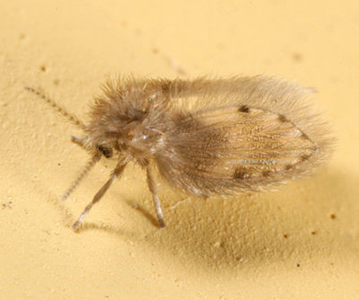 Psychoda sp.