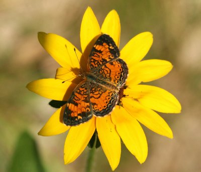 Pearl Crescent - Phyciodes tharos