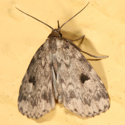 8430 -- Masked Parahypenodes Moth -- Parahypenodes quadralis