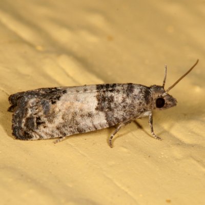 2906 - Bud Moth - Spilonota ocellana