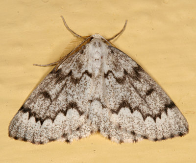 6906 - False Hemlock Looper - Nepytia canosaria (male)