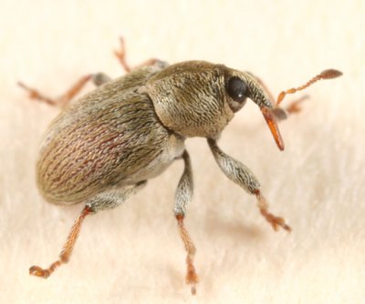 Tychius meliloti