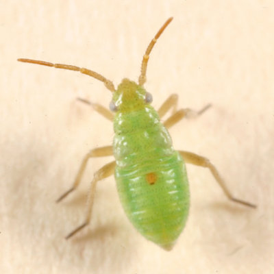 Scentless Plant Bug nymph