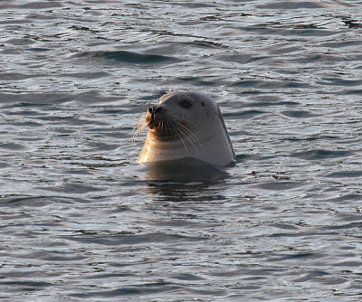 Harbor Seal - Phoca vitulina