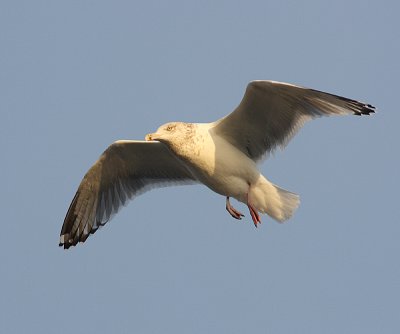Herring Gull