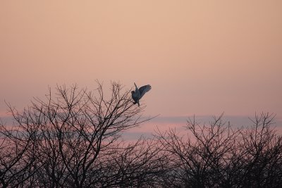 Snowy Owl - Nyctea scandiaca at Dusk Landing in a Tree