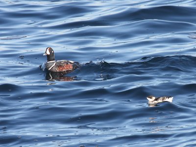 Harlequin Duck and Dovekie - Alle alle