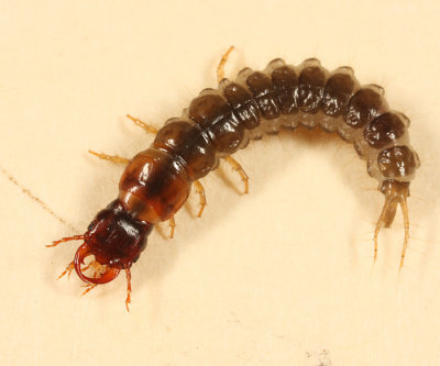 Pterostichus sp. (larva)