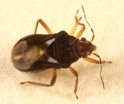 Velvet Water Bug (Hebridae)  Hebrus burmeisteri