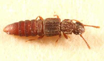 Unmargined Rove Beetles - subfamily Osoriinae