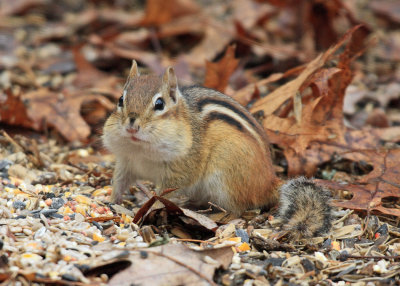 Eastern Chipmunk - Tamias striatus