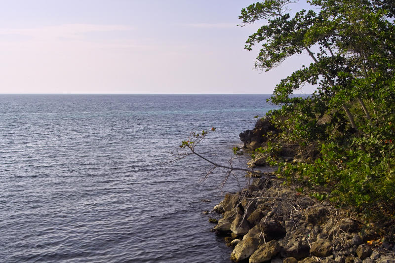 shore trees